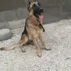 كلب جيرمني