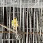 انثى أيراني مفتل بيور العمر سنه