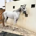 حصان واهو جزيري