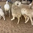 غنم مواليد حرش وطيبه