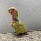 فرخ روز للبيع