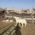 بهم
