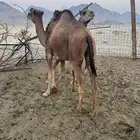 قعدان مفاريد طيبات
