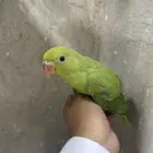 فرخ دره هندي(تم البيع)