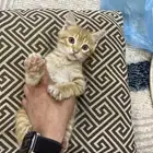 قطو لتبني لعوب ومطعم ومعه أكله ولنش بوكس