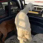 خروف جذع