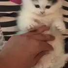 بسه شيراز