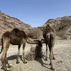 بكار طيبات للبيع