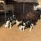 نجد متابيع