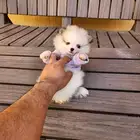 بومرينيان مميز ونادر