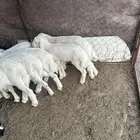 طليان تربيه