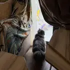 بسة شيرازي للتبني