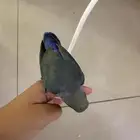 تم البيع