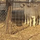 خروف طيب للبيع شحم وفيه سر ساكني