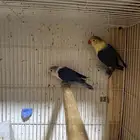 زوج فيشر