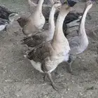 وز عراقي بيور للبيع