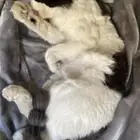 قط ذكر معقم ( للتبني )