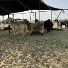 معزا مقاني دفيع أسنان أكبرها سديس