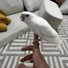 فرخ كروان هدد خارجي نشبه نشبهه