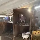حمام بلدي