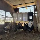 دجاج بياض