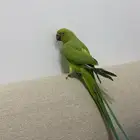 ببغاء دارة الهند