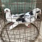 حمام قطيفي