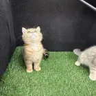 بيع كتن سكوتش فولد ستريت صور الام والاب موجودة