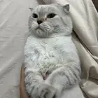 قط سكوتش للتبني
