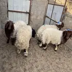 للبيع 4 طليان فاخرة