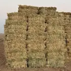 علف تبن ذره