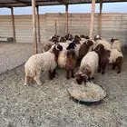 خرفان نعيم بلدي