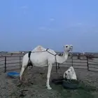 ناقه اعشراء تحتها قعود كفوو سنها ام ثالث