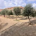 شجر زيتون كبير