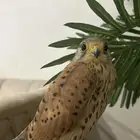 شبوط   شرياص