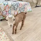 التيس القزم