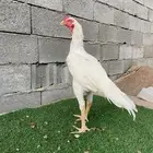 جوز سندي نسل عم غبشان