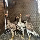 فروخ دجاج بكستاني