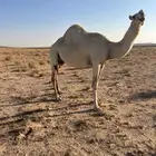 ناقه لحم للبيع سليمه من جميع العاذريب