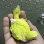 فرخ بادجي للبيع