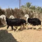 خرفان نجد صنف