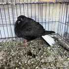 حمام للبيع كلها اناثي