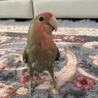 ببغاء روز أليف