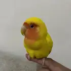 روز اليف