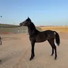 مهر واهو