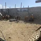 معزا جنوبيات جمله وتفريد