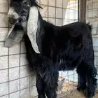 تيس عارضي خصم معرف تريف قوى العمر داخل سبع اشهر ملب وجباره