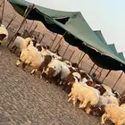 بهم نعيم