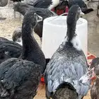 بط للبيع