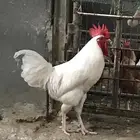 ديك لوهمان براون بيور